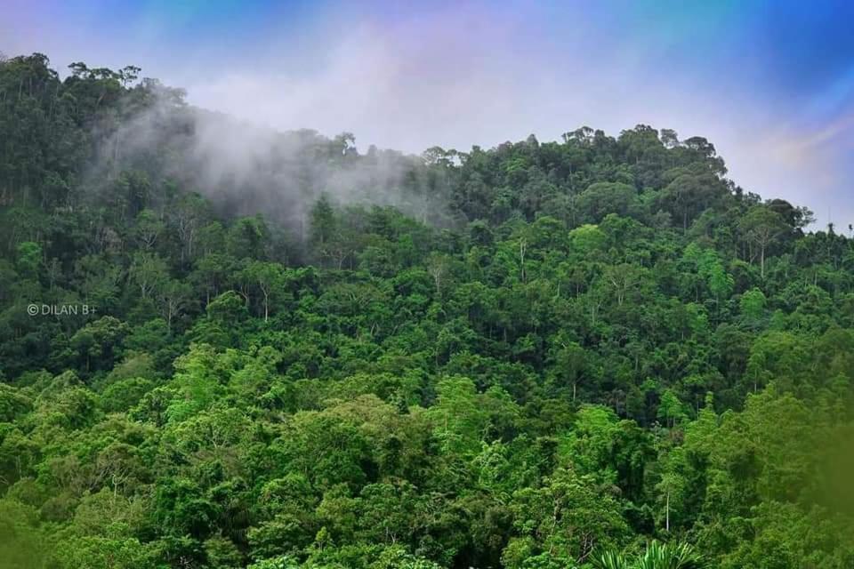Sinharaja Forest Gate Deniyaya Extérieur photo